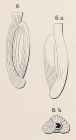 Quinqueloculina costata d'Orbigny in Terquem, 1878