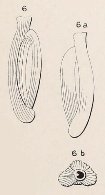Quinqueloculina costata d'Orbigny in Terquem, 1878 Quinqueloculina costata d'Orbigny in Terquem, 1878