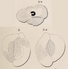 Quinqueloculina crassa d'Orbigny, 1850