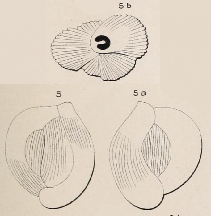 Quinqueloculina crassa d'Orbigny, 1850 Quinqueloculina crassa d'Orbigny, 1850