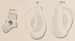 Quinqueloculina disparilis d'Orbigny in Schlumberger, 1893