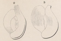 Quinqueloculina elegans d'Orbigny in Terquem, 1878