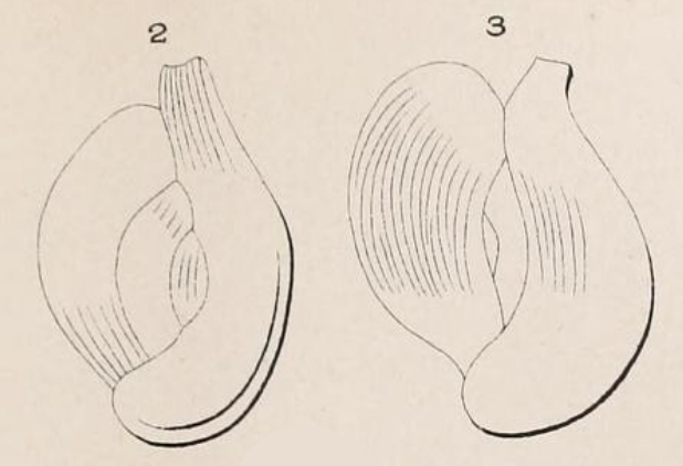 Quinqueloculina elegans d'Orbigny in Terquem, 1878 Quinqueloculina elegans d'Orbigny in Terquem, 1878