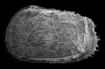 Ostracoda