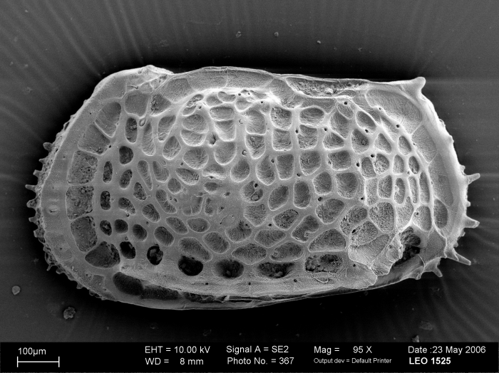 Cytherocopina, Thaerocytheridae - Poseidonamicus collected from the deep Southern Ocean during the ANDEEP II expedition Cytherocopina, Thaerocytheridae - Poseidonamicus collected from the deep Southern Ocean during the ANDEEP II expedition