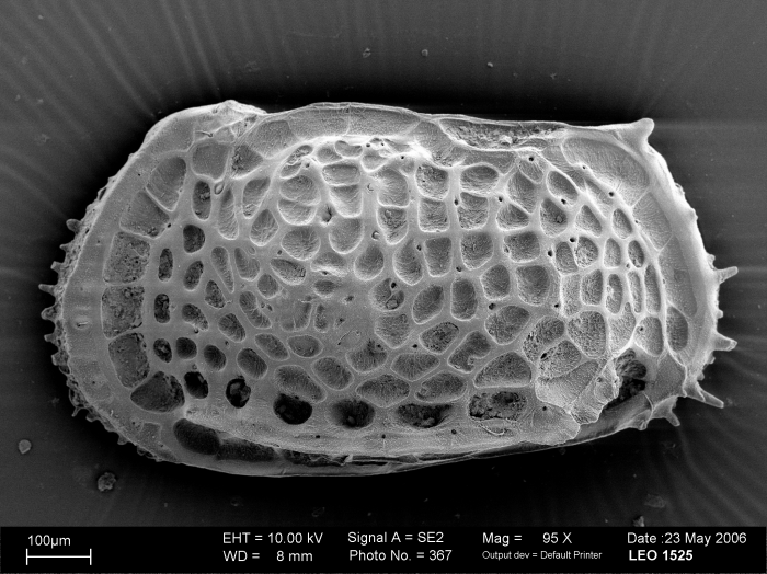 Cytherocopina, Thaerocytheridae - Poseidonamicus collected from the deep Southern Ocean during the ANDEEP II expedition