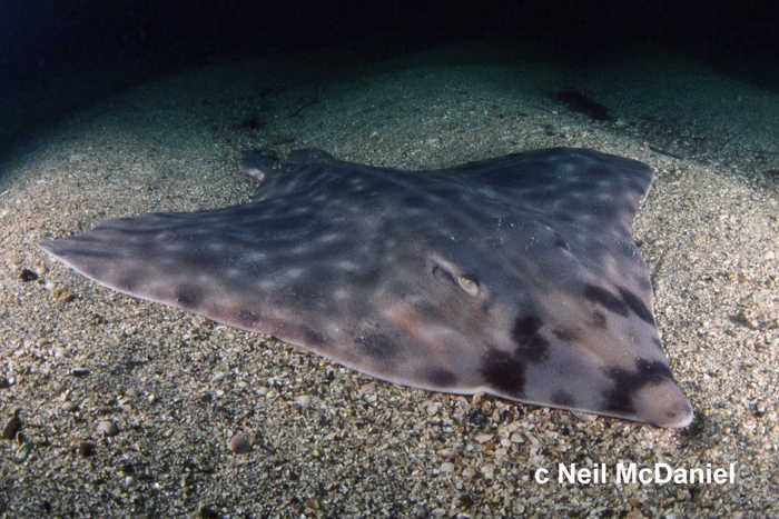 Raja binoculata Raja binoculata