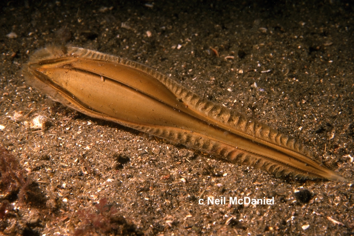 Hydrolagus colliei Hydrolagus colliei