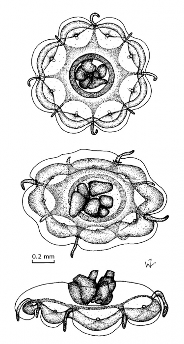 Csiromedusa medeopolis from Gershwin & Zeidler (2010)