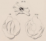 Quinqueloculina irregularis d'Orbigny in Terquem, 1878