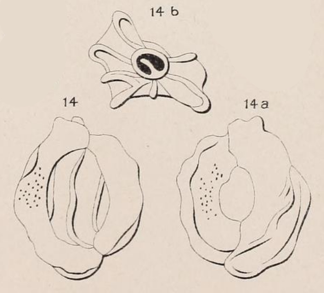 Quinqueloculina irregularis d'Orbigny in Terquem, 1878
