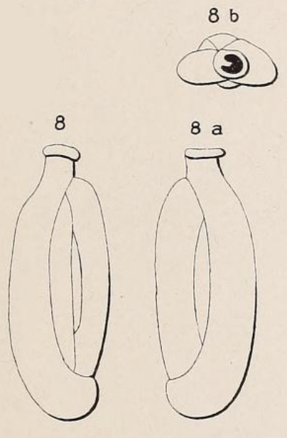 Quinqueloculina laevigata d'Orbigny, 1839