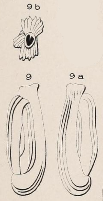 Quinqueloculina limbata d'Orbigny in Fornasini, 1905