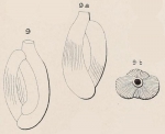 Quinqueloculina parisiensis d'Orbigny, 1850 †