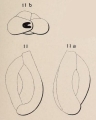 Chromista - Foraminifera (foraminifers)