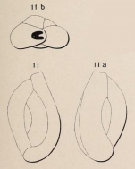 Quinqueloculina plana d'Orbigny, 1850