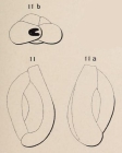 Quinqueloculina plana d'Orbigny, 1850