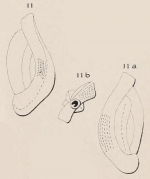 Quinqueloculina punctulata d'Orbigny, 1850