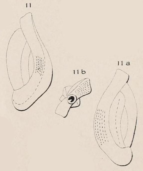 Quinqueloculina punctulata d'Orbigny, 1850