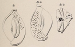 Quinqueloculina rawackensis d'Orbigny in Fornasini, 1905