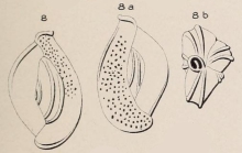 Quinqueloculina rawackensis d'Orbigny in Fornasini, 1905