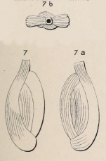 Quinqueloculina striata d'Orbigny in Guérin-Méneville, 1832