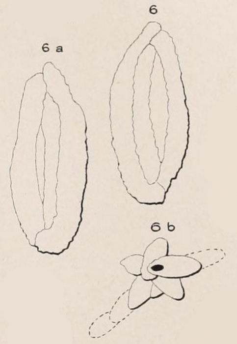 Quinqueloculina variabilis d'Orbigny in Fornasini, 1905 Quinqueloculina variabilis d'Orbigny in Fornasini, 1905