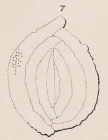 Quinqueloculina variabilis d'Orbigny in Fornasini, 1905