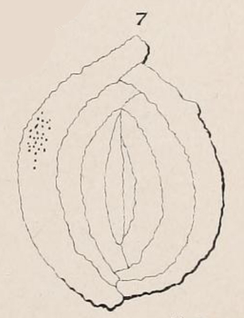 Quinqueloculina variabilis d'Orbigny in Fornasini, 1905