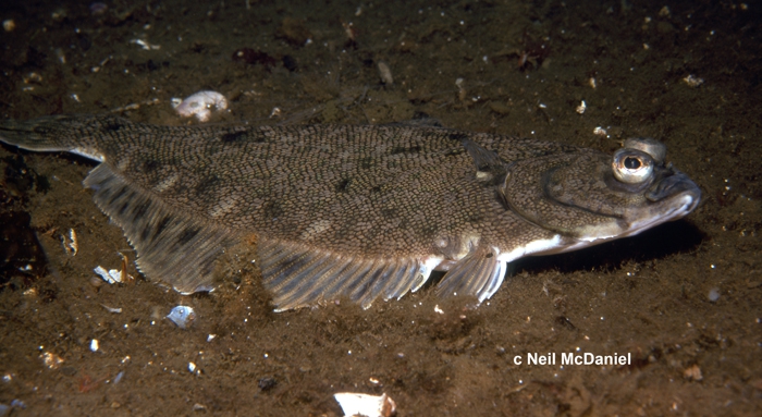 Lepidopsetta bilineata Lepidopsetta bilineata