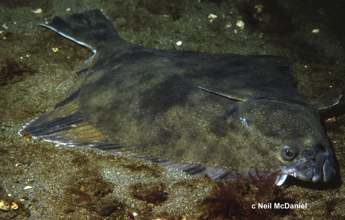 Platichthys stellatus