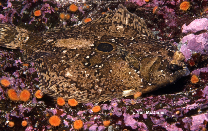 Pleuronichthys coenosus Pleuronichthys coenosus