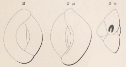 Quinqueloculina carinata d'Orbigny, 1850