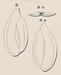 Quinqueloculina depressa d'Orbigny, 1852
