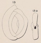 Chromista - Foraminifera (foraminifers)