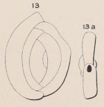 Quinqueloculina dubia d'Orbigny, 1852