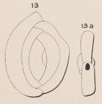 Quinqueloculina dubia d'Orbigny, 1852