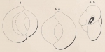 Quinqueloculina flavescens d'Orbigny in Fornasini, 1905