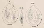 Quinqueloculina lamellata d'Orbigny, 1850