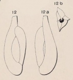 Quinqueloculina longirostra d'Orbigny, 1826
