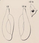 Quinqueloculina longirostra d'Orbigny, 1826