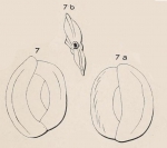 Quinqueloculina orbicularis d'Orbigny, 1852 