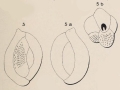 Chromista - Foraminifera (foraminifers)