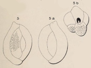 Quinqueloculina prisca d'Orbigny, 1850