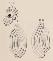 Chromista - Foraminifera (foraminifers)