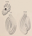 Quinqueloculina pulchella d'Orbigny, 1826