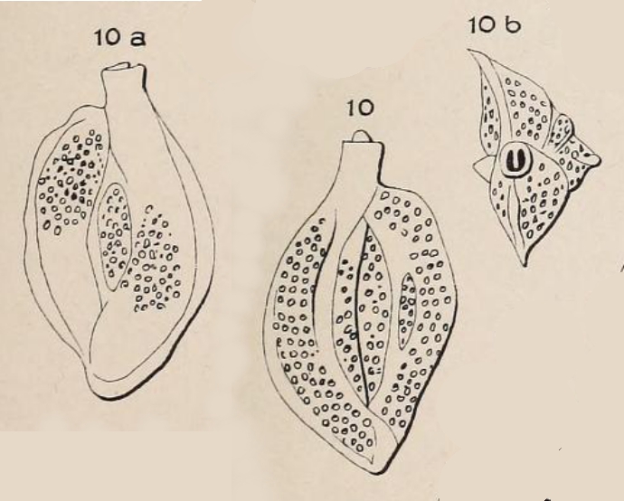 Quinqueloculina punctata d'Orbigny in Fornasini, 1905