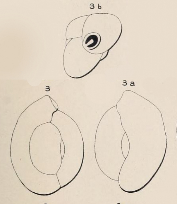 Quinqueloculina suborbicularis d'Orbigny in Fornasini, 1905