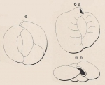Quinqueloculina subrotunda Montagnu, 1803