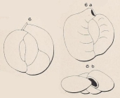 Quinqueloculina subrotunda Montagnu, 1803